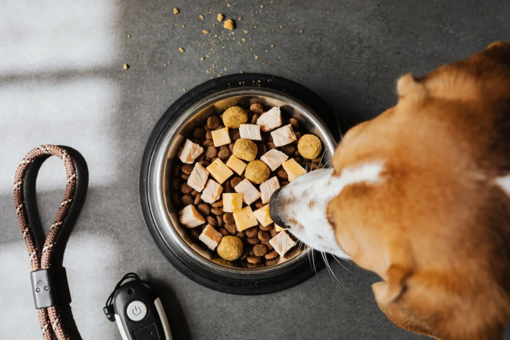 Are Beagles Easy to Train? an Honest Guide for Owners Now