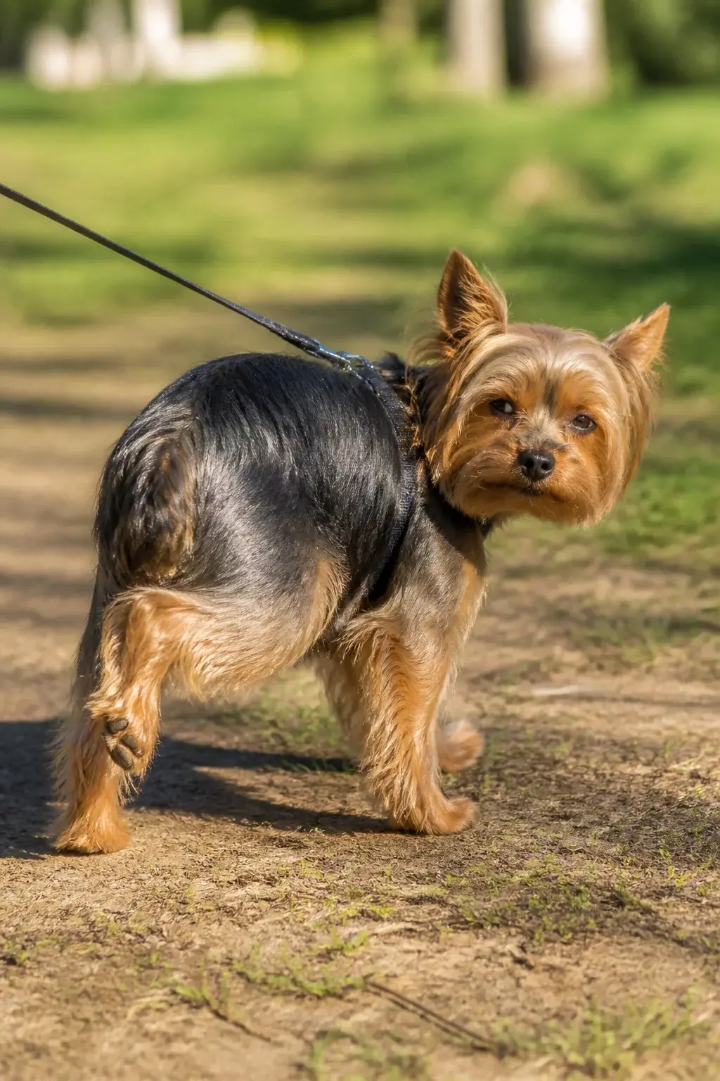 A realistic photo of an adult Yorkshire Terrier outdoors on a sunny day, mid-step with one back leg lifted in a brief “skip” while the other three legs support its weight, showing a subtle wince or alert expression as if from a sudden twinge of pain. The dog has a silky, well-groomed coat with a traditional blue-and-tan coloration, a small harness and lightweight leash attached. Background shows a short grass park path with soft, natural light and shallow depth of field, emphasizing the hind legs and knee area. No text, no logos.
